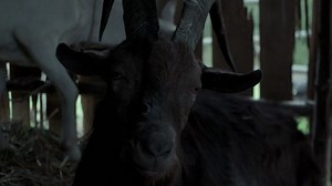 Netflix and Chill With Black Phillip When ‘The Witch’ Arrives on the Streaming Service in September