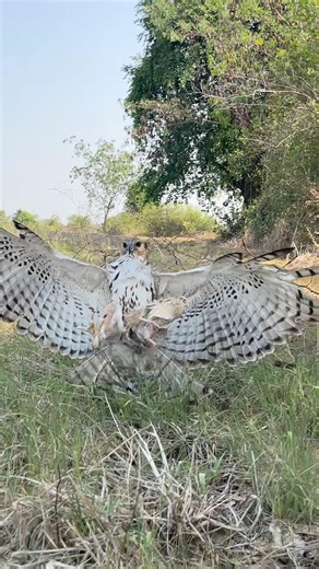 Flexible hawks eagle hunting bird of prey #youtube #harehunting #hawkaye #birds #hunting