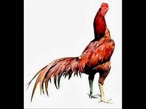 ciri ayam bangkok F1