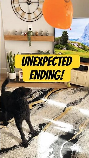 Labradoodle vs Balloon 🎈😂 Cutest Chase Ever! #labradoodle #funnydog #shorts