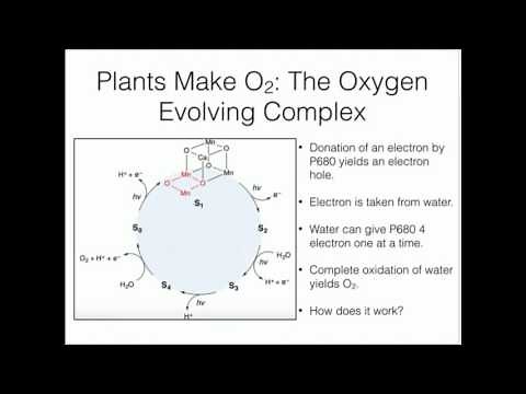 Water Splitting: The Oxygen-Evolving Complex