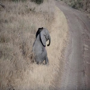 22K views · 918 reactions | Baby elephant throwing a tantrum  Join our group : We Love Elephants. Thank you so much ❤ | Dangerous Predators | Facebook