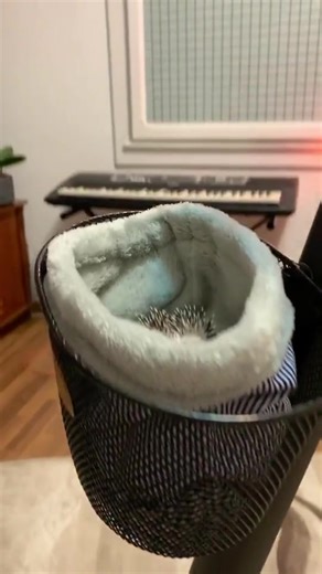 Hedgehog cuteness overload! 🦔❤️ 135 : Rate this clip 0–10 if you’re a true hedgehog lover! 💕 #Hedgehog | Meet My Hedgehog