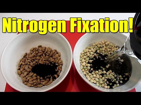 Do This Before Planting Out Your Beans & Peas!