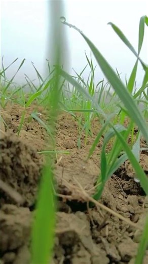 kuldeep kuldeep pal @kuldeep 8003 kuldeep 8003 kheti