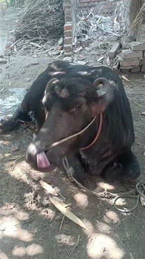 Dairy farm shorts #cow #dairyherd #dairyfarm #dairyfarm #baffalo #baffalo #dairyproducts #bull