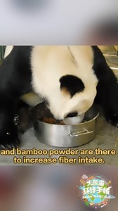 At the Chapultepec Zoo in Mexico, giant panda Xin Xin is now at a remarkable 34 years old, while her aunt Shuang Shuang lived to be 35, equivalent to 120 human years. What are the secrets to the longevity of giant pandas there? (Footage shot by reporter from CMG Latin America Mexico City Bureau: Sheng Jiadi) #FriendshipMessenger #PandasWorldTravel For more panda information, please check out: https://en.ipanda.com | iPanda