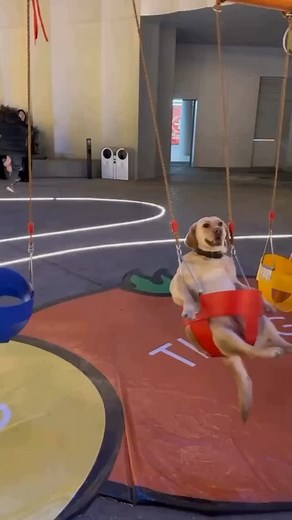 1.4K views · 20 reactions | Dogs are also just kids with fur  | TraumaPet | Facebook