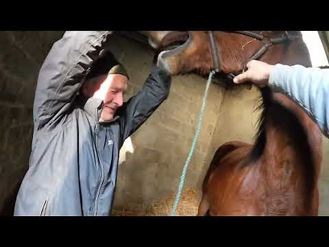 Extracting Wolf Teeth