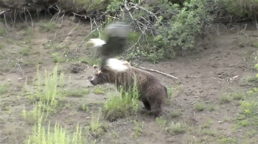 Bald Eagle Swoops Down And Attacks Grizzly Bear In Alaska