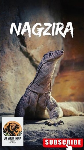 Monitor Lizard - Nagzira - Go Wild India