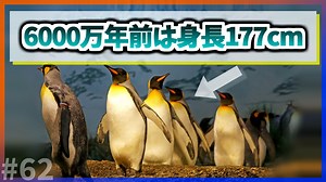 【ゆっくり解説】6000万年前のペンギンの身長は177cmだった【今日の豆知識】