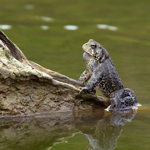 8.1K views · 153 reactions | American toads are beginning to emerge after spending the winter lying dormant. As the males congregate in wetlands and ponds, they begin calling loudly in the hopes of catching a female's attention. Each male has a slightly different frequency and volume to their call, which sets them apart from the rest of the crowd. #WetlandWednesday  Filmed with permission at Fontenelle Forest | Nebraska Game and Parks Commission | Facebook