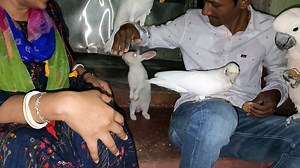 69K views · 2.7K reactions | Beloved Cockatoos Are Lying On The Lap & Eating / Problems Of Our New Bird Farm. | Parrot Dipankar | Facebook