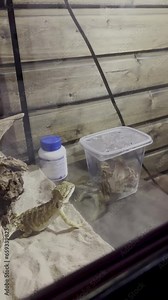 small lizard crawling in the aquarium