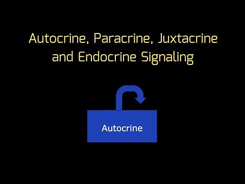 Cell Signaling in ONE MINUTE! Autocrine, Paracrine, Juxtacrine and Endocrine Signaling | MCAT |
