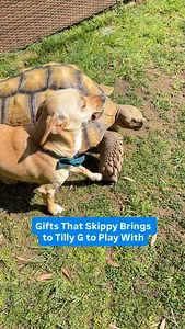 It’s the little head pats for me 🥰 Which one is your favorite toy that Skippy brings to Tilly G? Stick of the day? Hay of the day? Do you remember the chewed-up piece of lettuce? 😂 | Tilly G The Tortoise