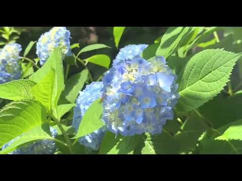 Spring in the Photo Album: Capture the Essence of Spring