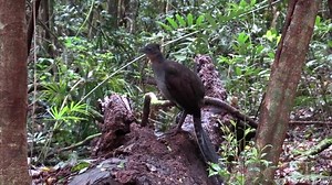 41K views · 1.6K reactions | So beautiful Birds colorfully dancing and singing so great | Amazing World | Facebook