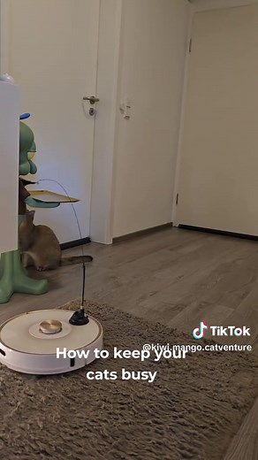 How to Keep Your Indoor Cats Entertained