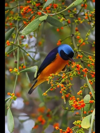 Bluebird – The Beautiful Blue Symbol of Happiness | Relaxing Birdsong