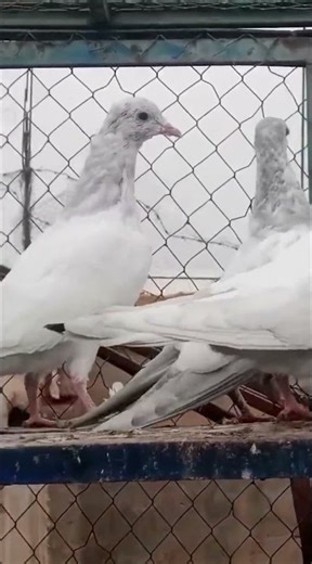 beautiful high fly pigeons shook #pigeon