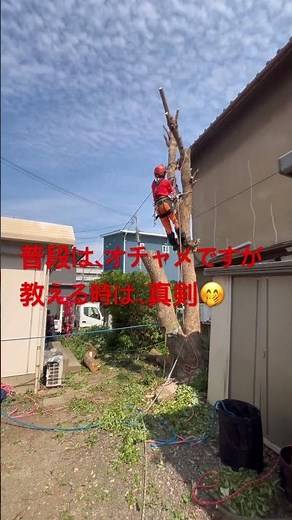 今回訓練作業員特殊伐採一部始終 #ツリークライミング #特殊伐採 #林業
