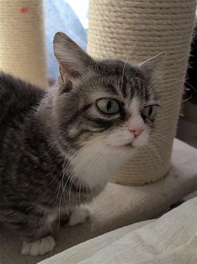 Cat Scratching Post: Fun Moments with Cats