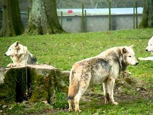 Pack Of Wolves Howling Sound