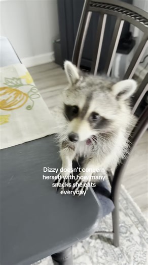 Baby Raccoon Enjoys Snacks Without a Care