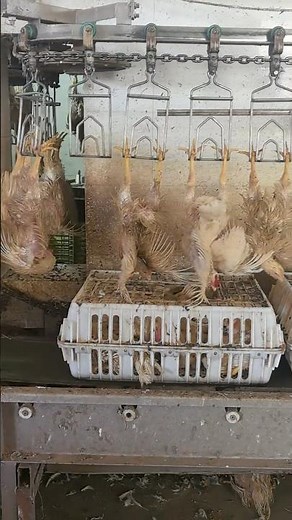 Inside a Chicken Processing Plant: The Journey from Live Bird to Packaged Meat 👀