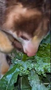 Wait for it... A little early holiday surprise for you! ❤️ Today we not only celebrate Keweng's 3rd birthday, but we are elated to announce the arrival of her joey, Paia! Paia, which means fire, was named after her mom's feisty personality. When the joey was born on June 27, she was the size of a lima bean and crawled blindly into mother Keweng's pouch where she continued to grow and nurse. Keweng has been a great mom, diligently cleaning her pouch and joey every day. Paia will continue to spend