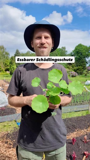 Einmal pflanzen, jahrelang ernten 🌱