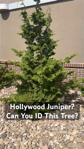 Is This a Hollywood Juniper? | Juniperus Chinensis ‘Kaizuka’ Tree ID Challenge #shorts