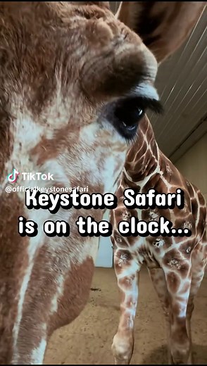 Keystone Safari Selects Reticulated Giraffe as #1 Pick