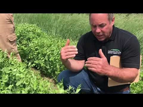 Austrian Winter Pea & Wyo Winter Pea