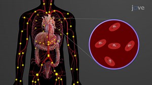 Video: Overview of Blood Vessels