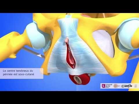 Le périnée féminin