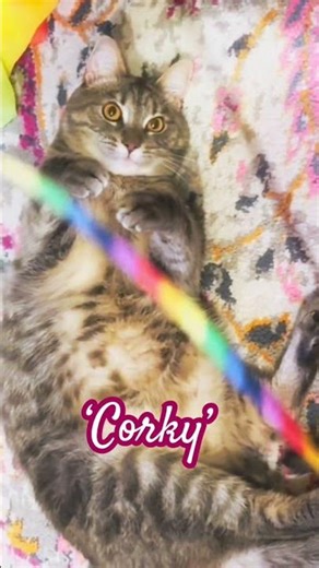 The Rainbow String #cat #music #kitten #cute #love #animallovers #cattoys #catplaying #joy