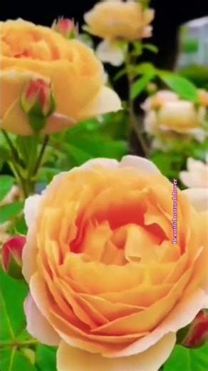 Rose flower video #terracegardenindia #flowers #nature #rose #flower #plantsofindia #hibiscus #gard