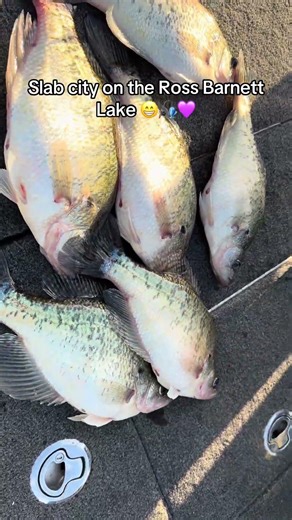 Slab city on the Ross Barnett Lake 😁🎣💜 #fyp #fishing