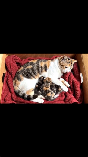 41 reactions | caleko cat whit her kittens in a box topdown view | Cat house | Facebook