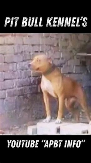 APBT INFO on Instagram: "APBT GAMEDOG KENNEL - PIT BULL YARD TOUR - APBT INFO - APBT HISTORY ⚡️ Youtube Channel "APBT INFO" Inside APBT GAMEDOG KENNEL - This is the most comprehensive APBT yard tour playlist in the world. Explore the daily lives, pitbull training routines, and living conditions of these remarkable gamedogs. Join us on guided tours of renowned apbt gamedog yards, meet dedicated pit bull terrier breeders, and learn about the care and management of APBTs. 👉 https://www.youtube.com