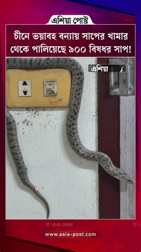 চীনে ভয়াবহ বন্যায় সাপের খামার থেকে পালিয়েছে ৯০০ বিষধর সাপ! #china #snacks #flood #asiapost