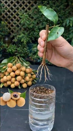 Longan propagation by branch cutting: a fast and effective method to produce new plants