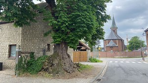 Nivelles : dernier sauvetage pour un marronnier vieux de 300 ans à Baulers - RTBF Actus