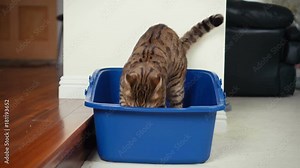 4K Cat Using Litter Box. Close-up view of Bengal cat digging inside open top litter box. 10 seconds.