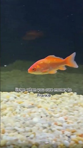 The Best Fish Vore You Will Ever See!