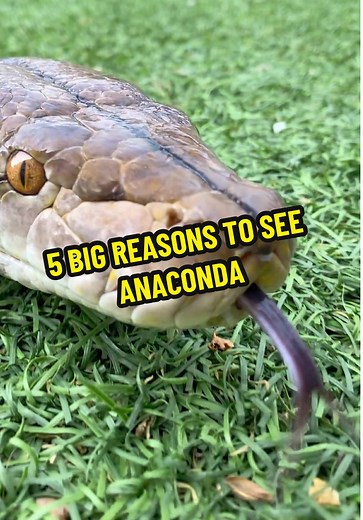 5 Reasons to Excited for the New Anaconda Movie