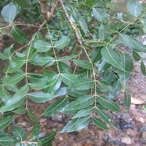 Swietenia humilis - Alchetron, The Free Social Encyclopedia